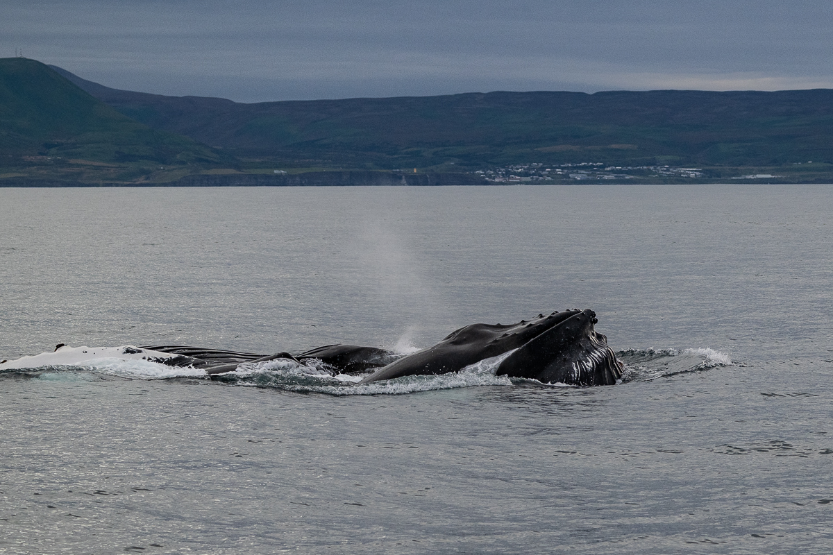 DSC_1368.jpg