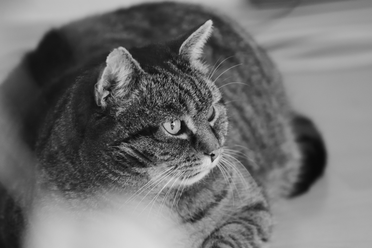 DSC_1403_00001_02n.jpg