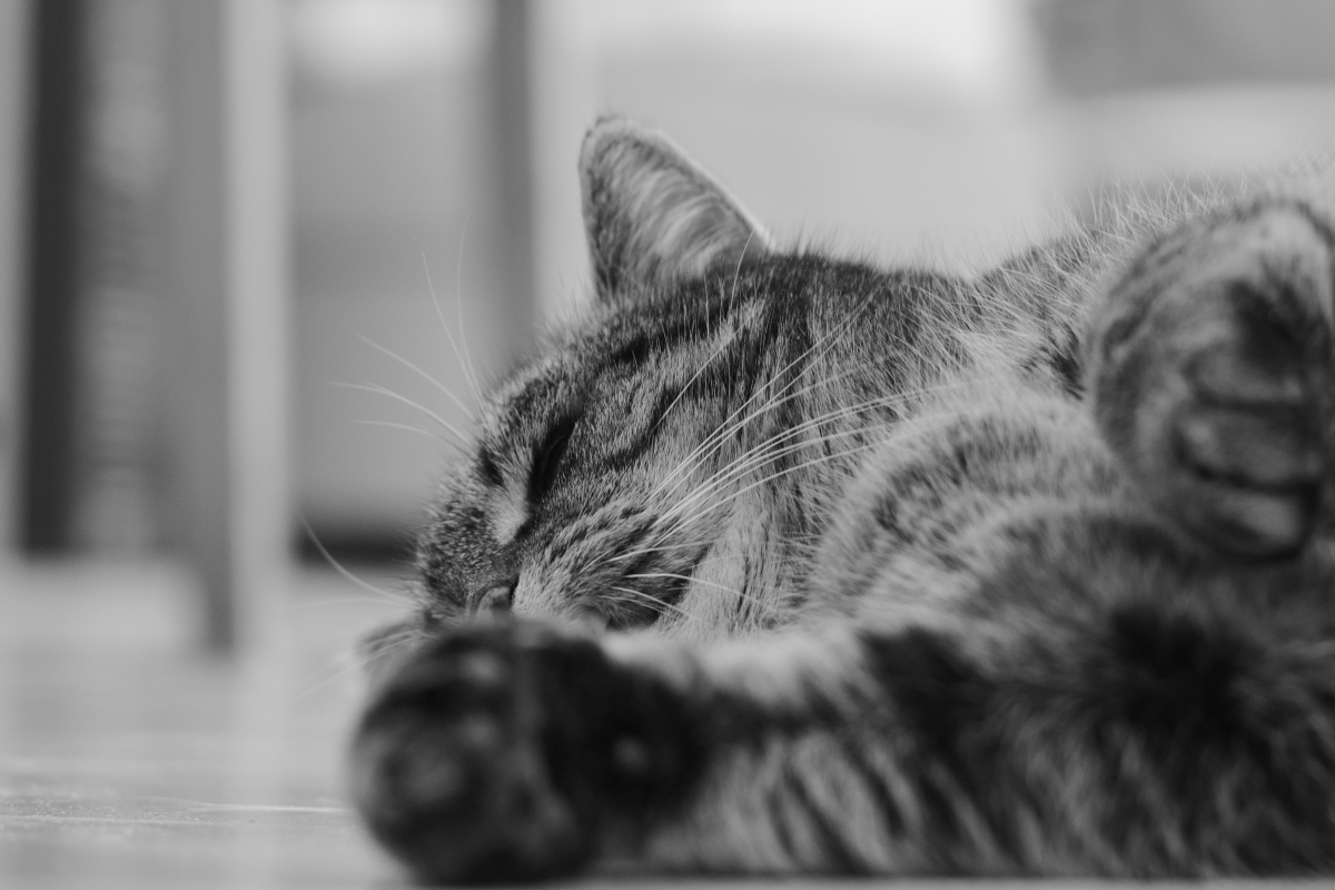 DSC_1413_00001n.jpg