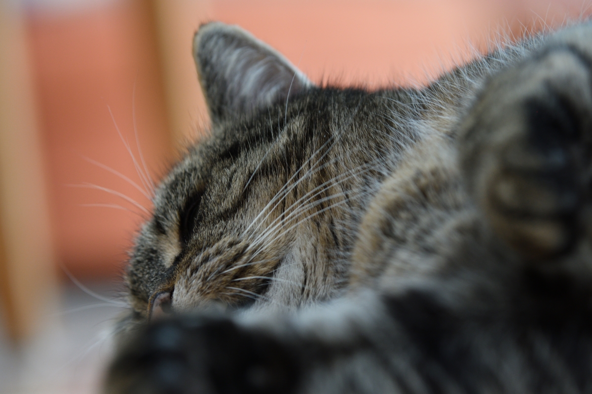 DSC_1417_00001_01n.jpg