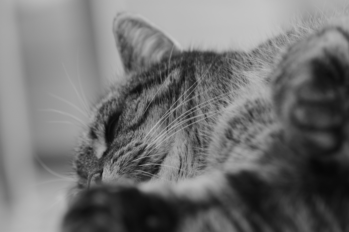 DSC_1418_00001_02n.jpg