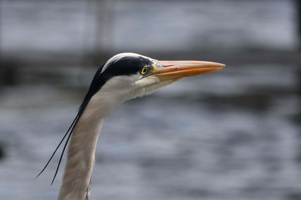 DSC_1424.JPG