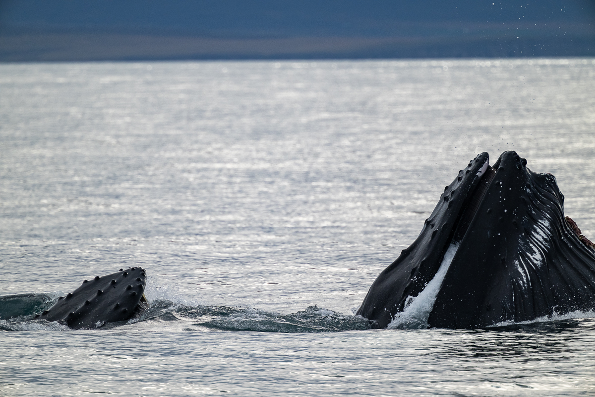 DSC_1425.jpg