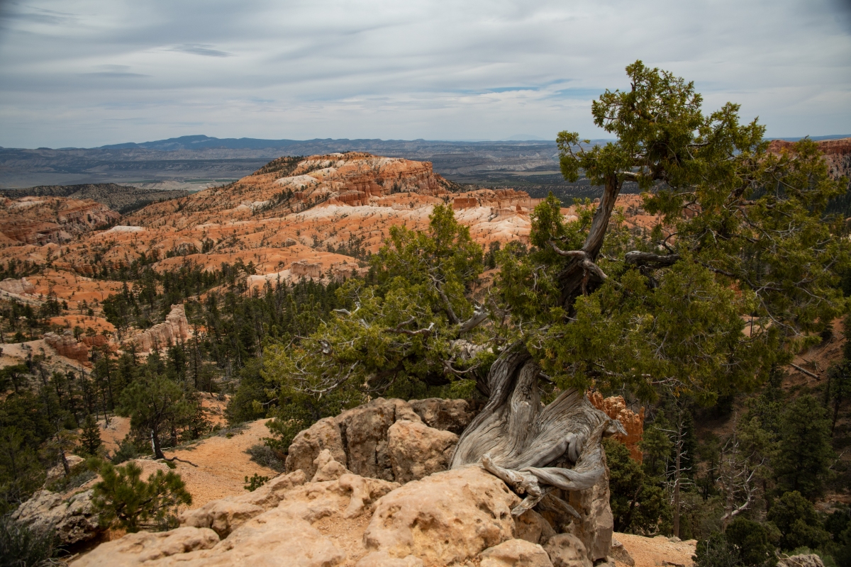 DSC_1487.jpg