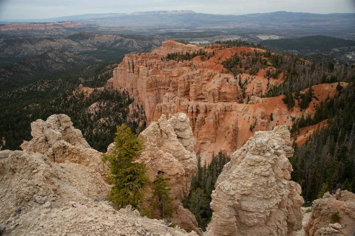 DSC_1514.jpg