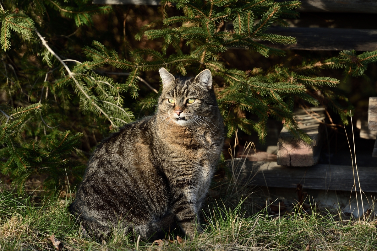 DSC_1533_00001n.jpg