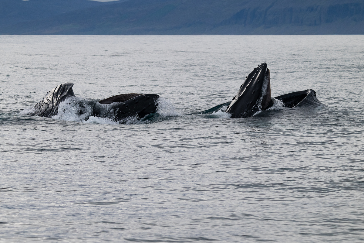 DSC_1550.jpg