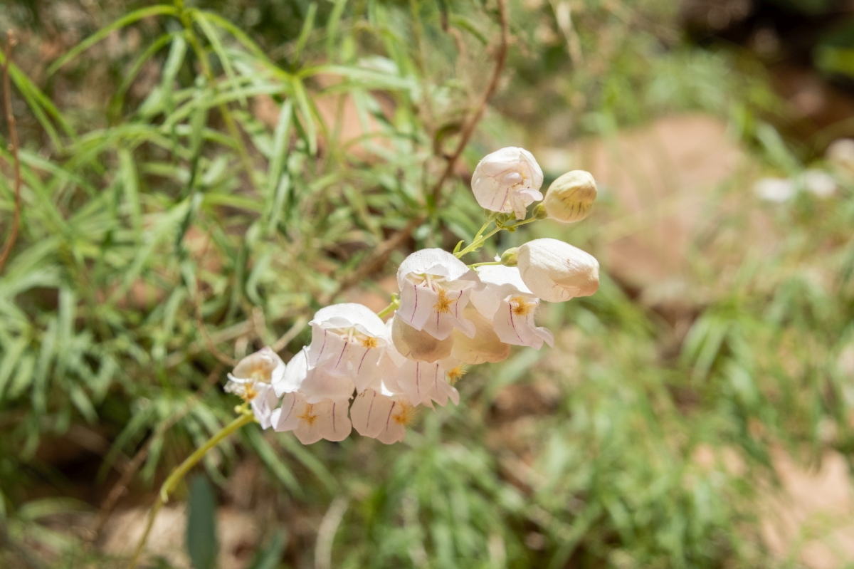 DSC_1571.jpg