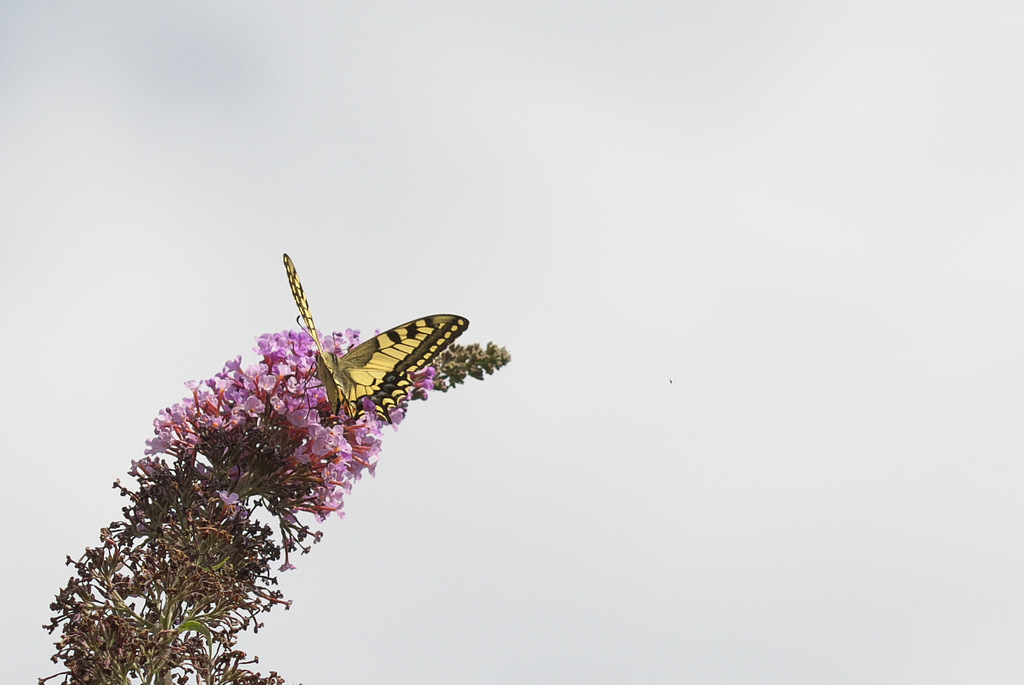 DSC_1572.jpg