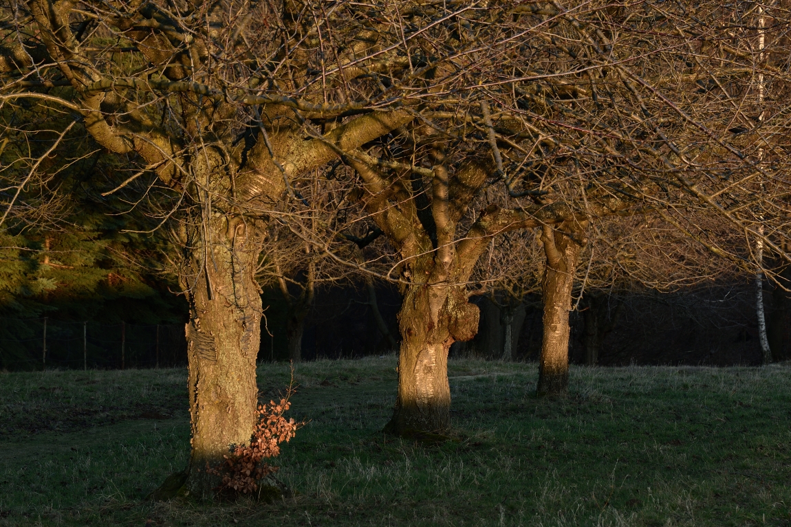 DSC_1577_00001n3.jpg