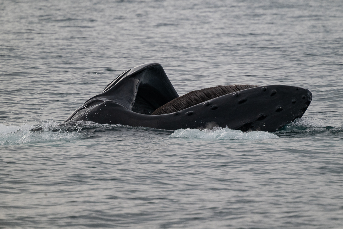 DSC_1588.jpg