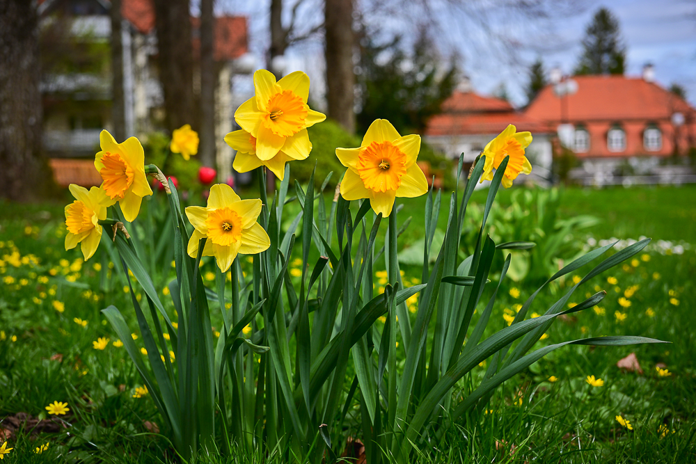 DSC_1594.jpg