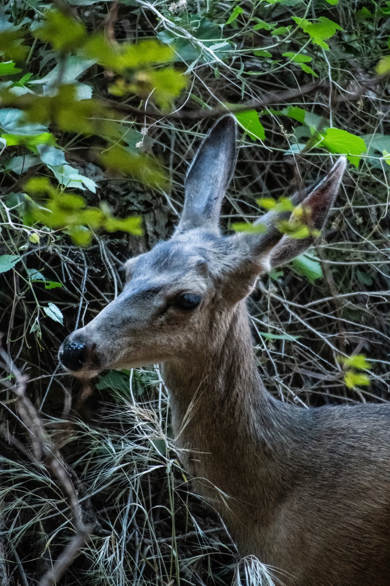 DSC_1670.jpg