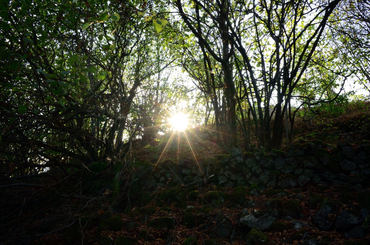 DSC_1685_00004n.jpg
