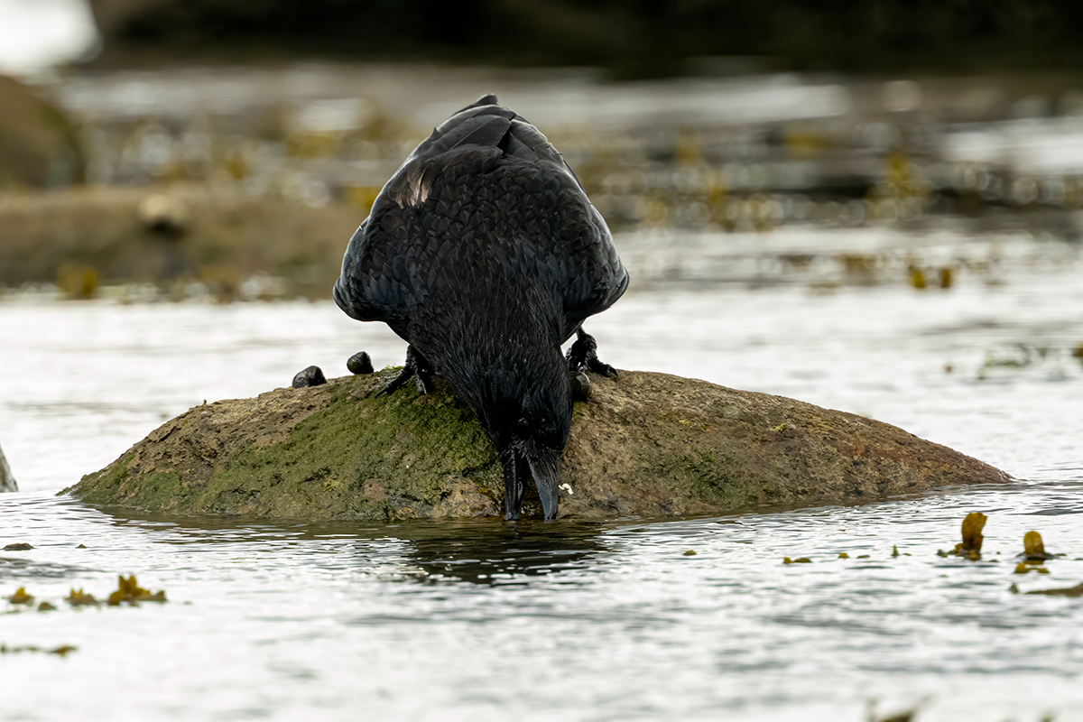 DSC_1694.jpg