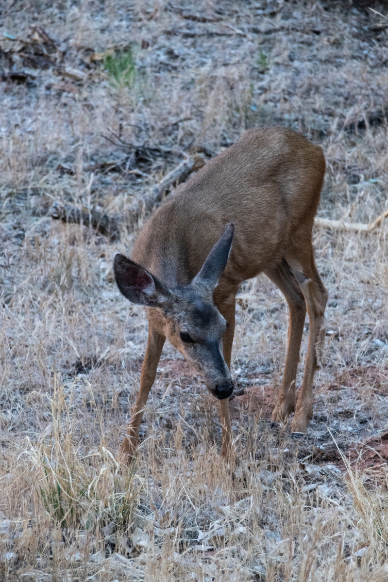 DSC_1695.jpg
