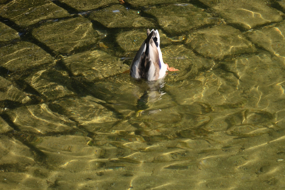 DSC_1723.JPG