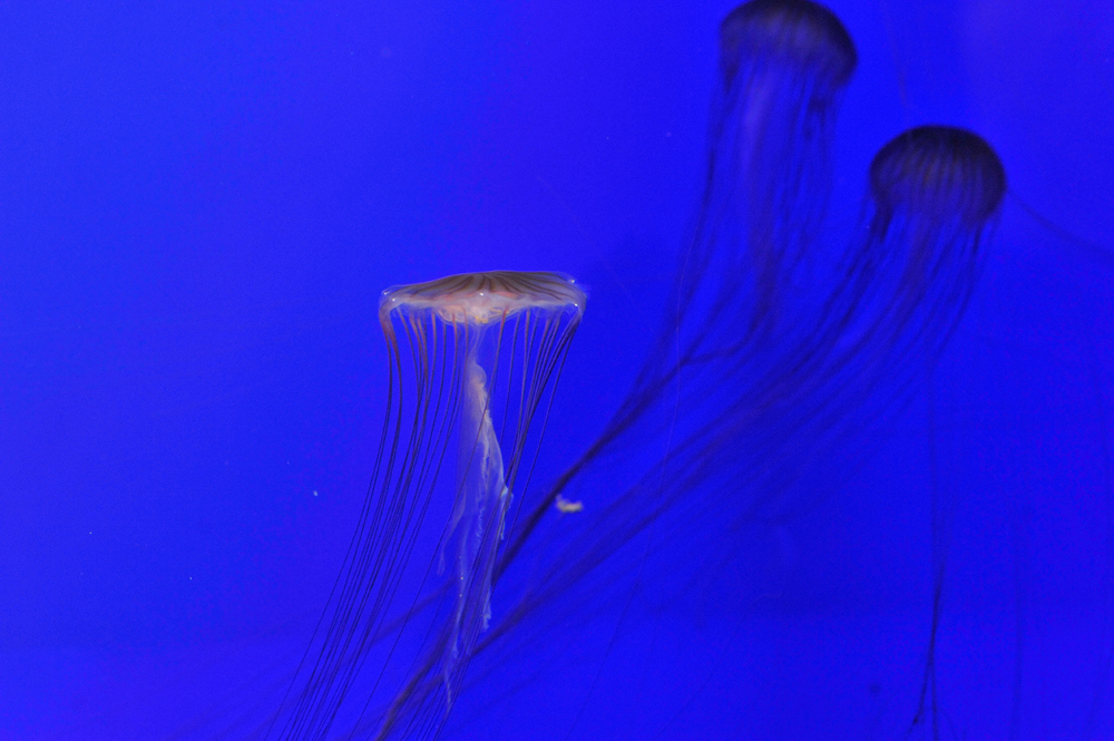 DSC_1725.jpg