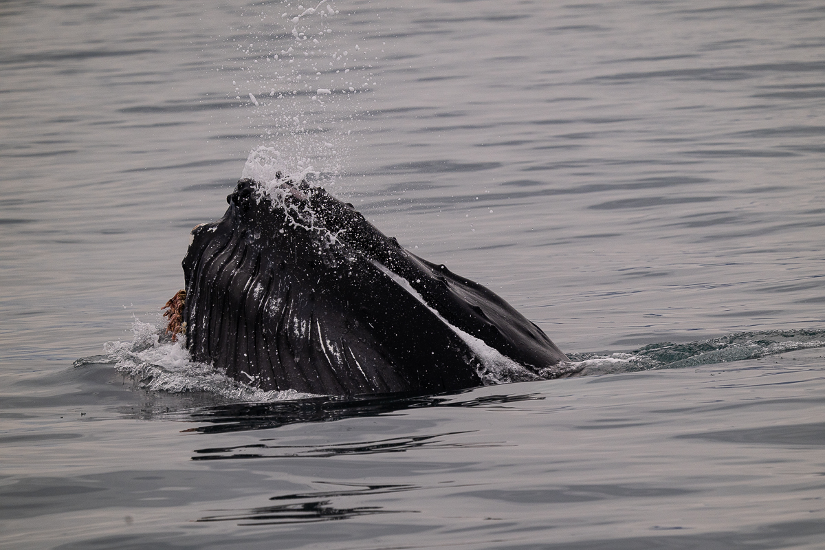 DSC_1811.jpg
