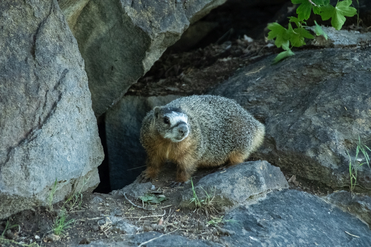 DSC_1815.jpg