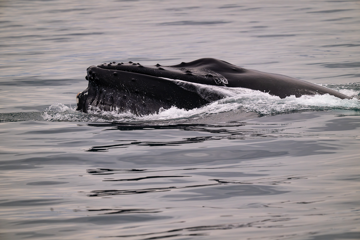 DSC_1826.jpg