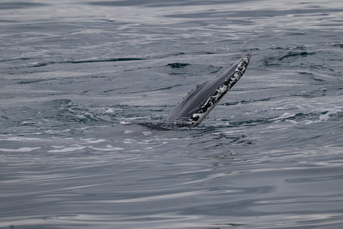 DSC_1831.jpg