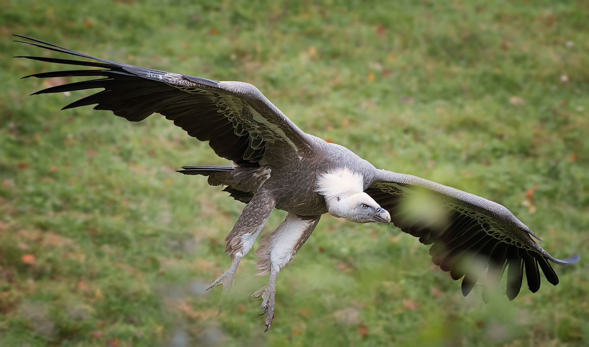 DSC_1845-Bearbeitet-1.jpg