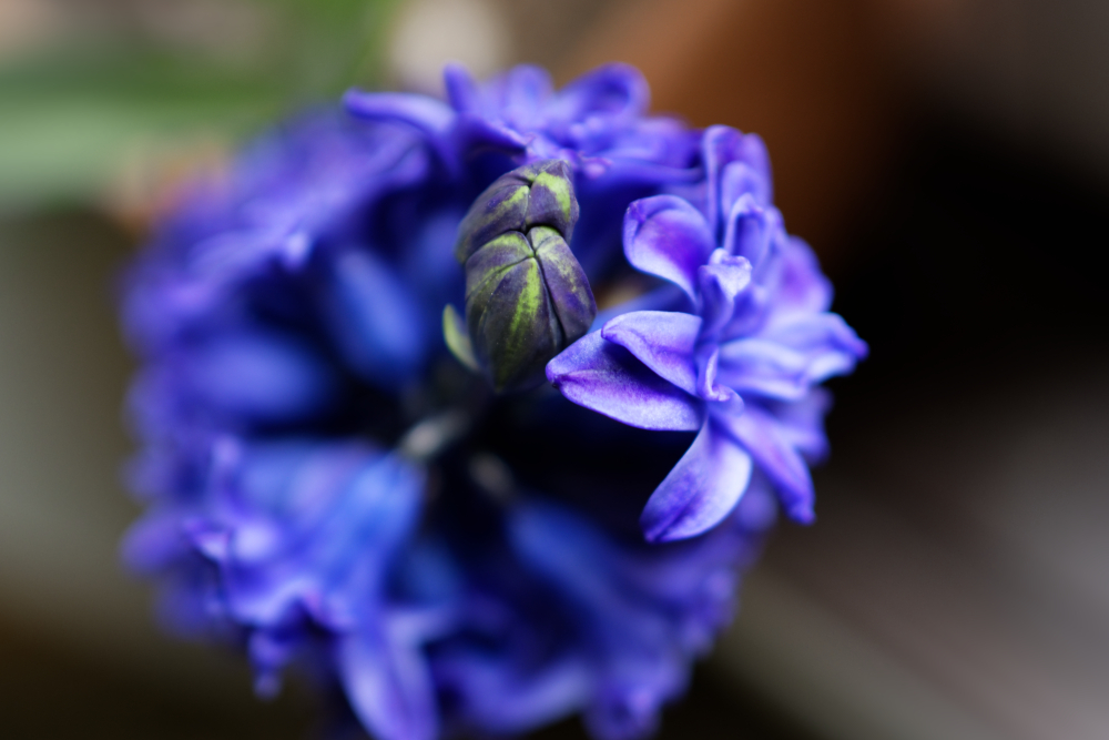 DSC_1858_DxO.jpg