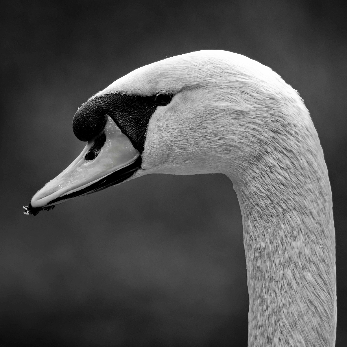 DSC_1858_sw.jpg