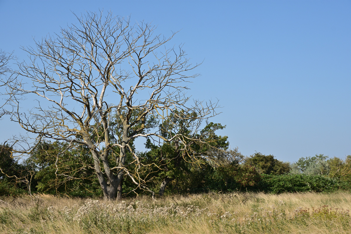 DSC_1860.JPG