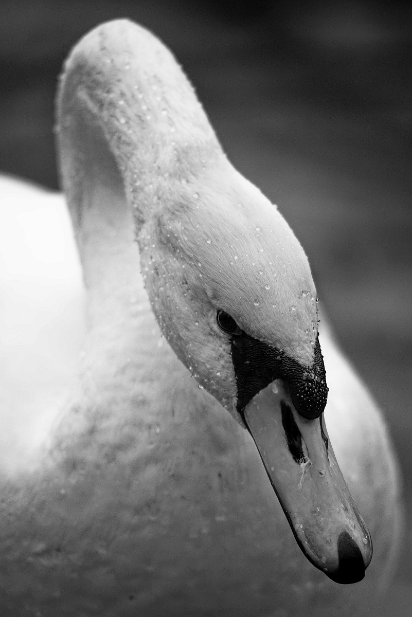 DSC_1868-sw.jpg