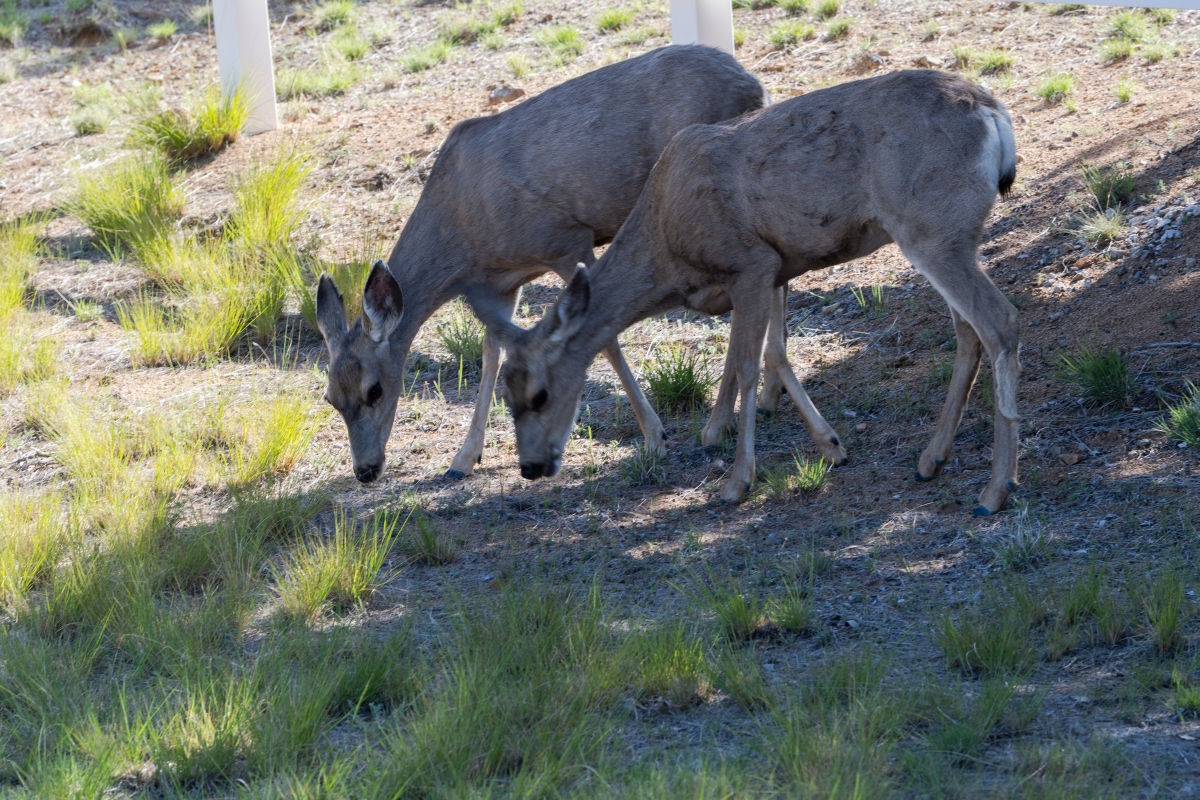 DSC_1877.jpg