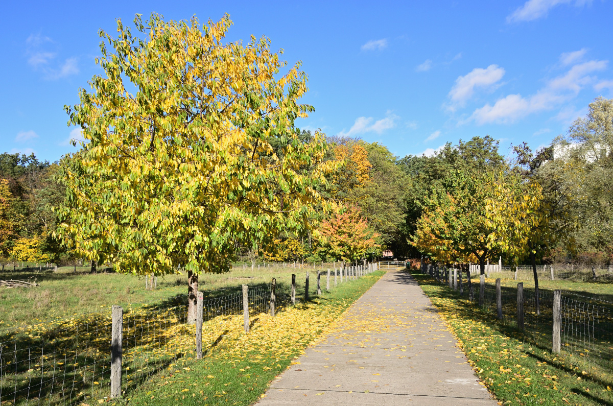 DSC_1878.JPG