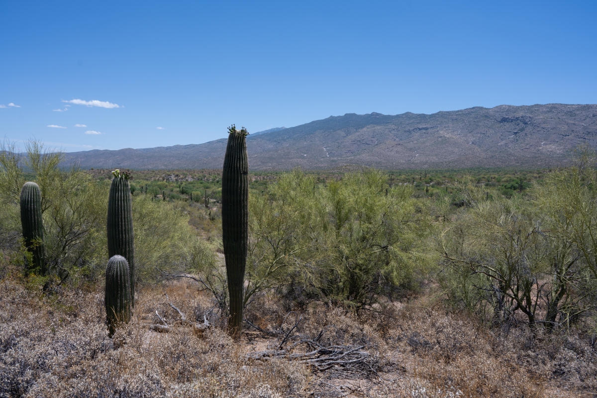 DSC_1914.jpg