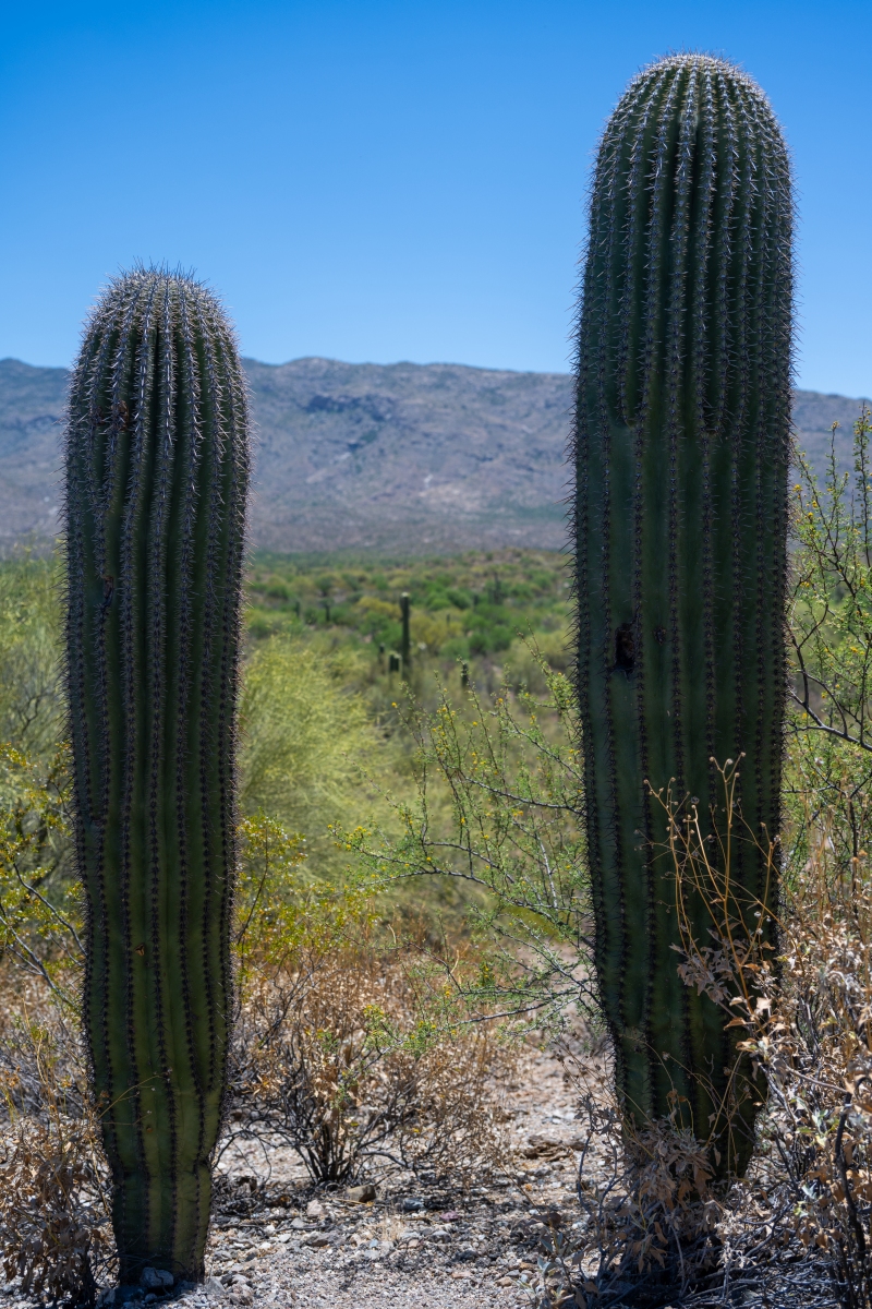 DSC_1915.jpg