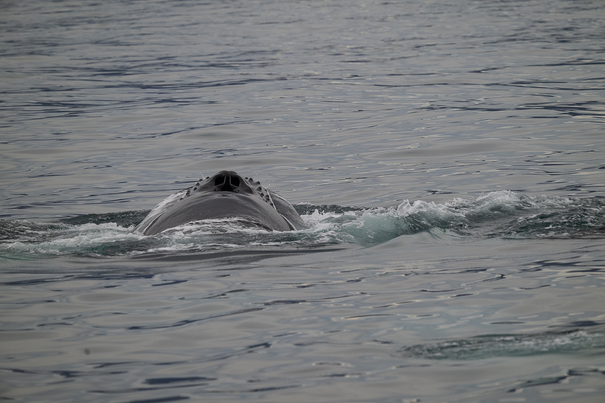 DSC_1917.jpg