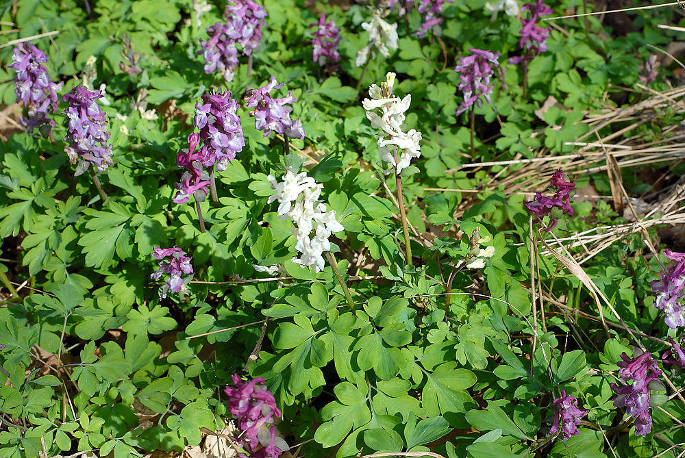 DSC_1933.jpg
