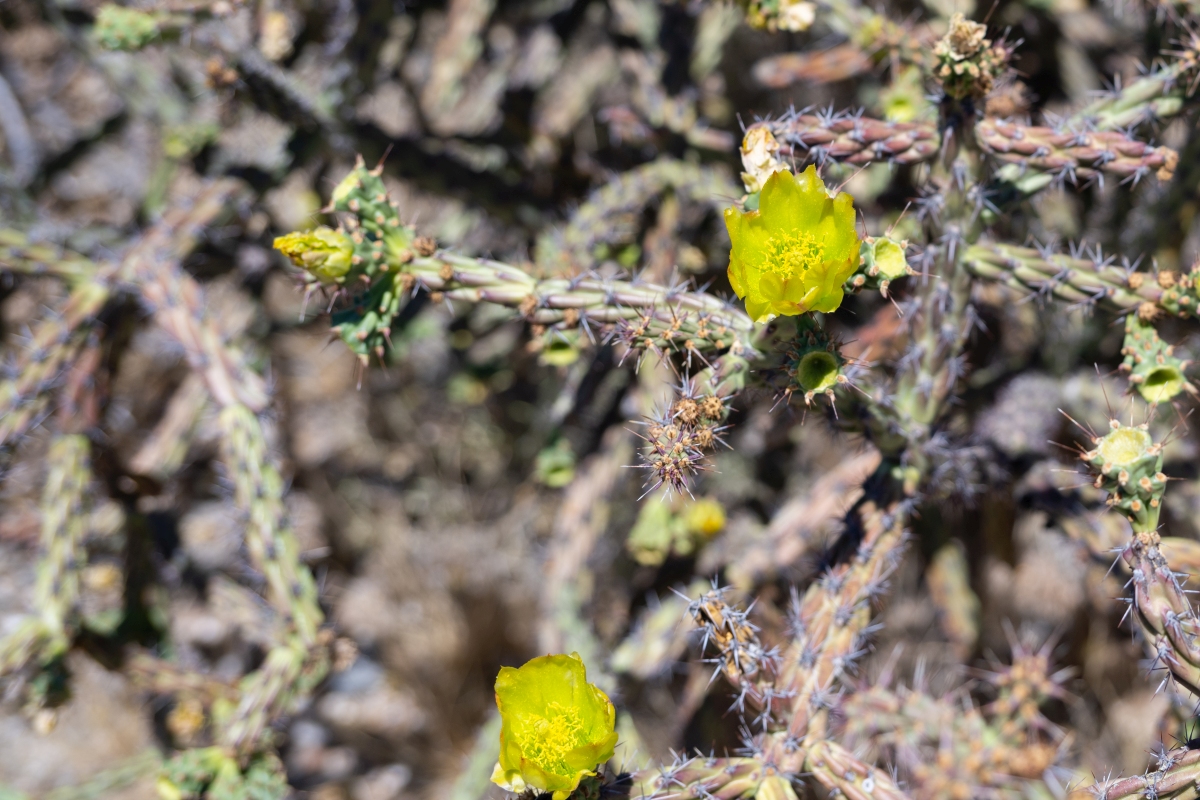 DSC_1936.jpg