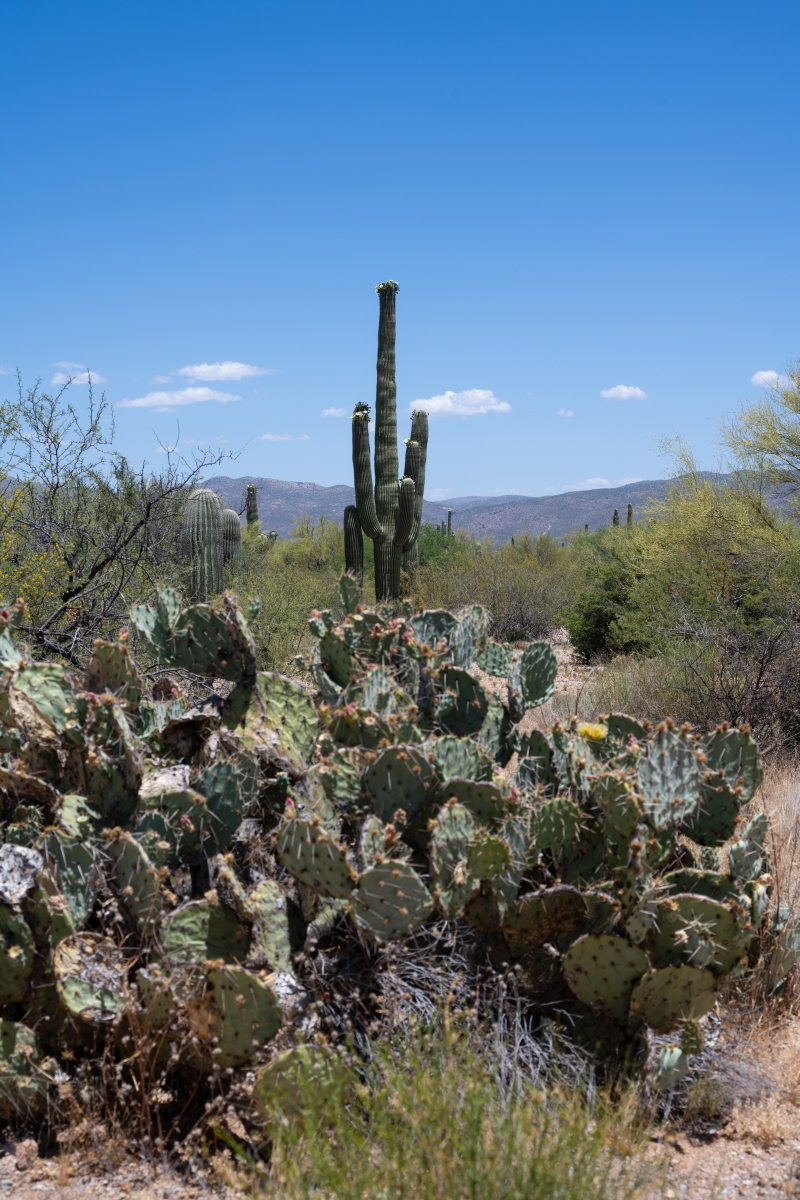 DSC_1938.jpg
