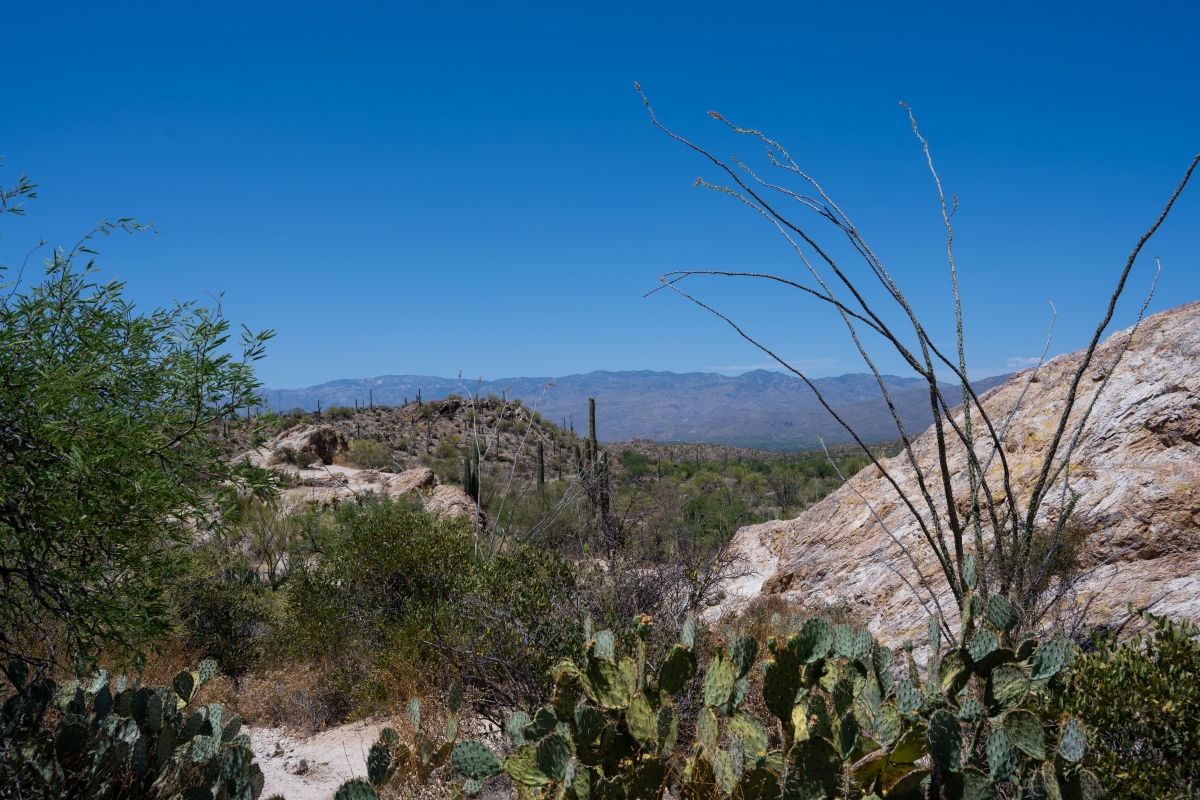 DSC_1955.jpg