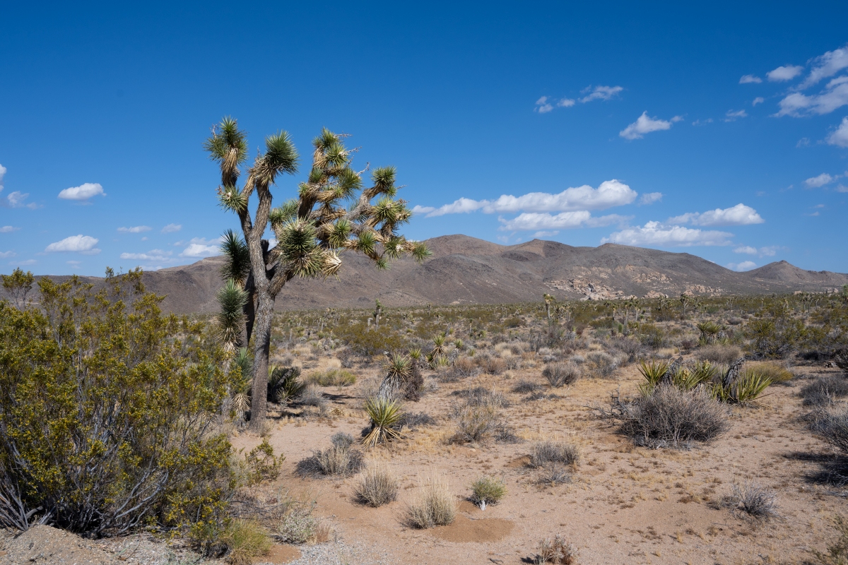 DSC_1979.jpg