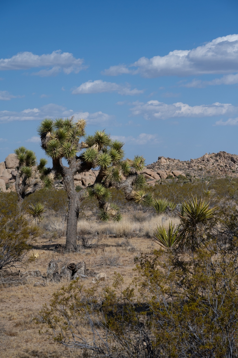 DSC_1992.jpg