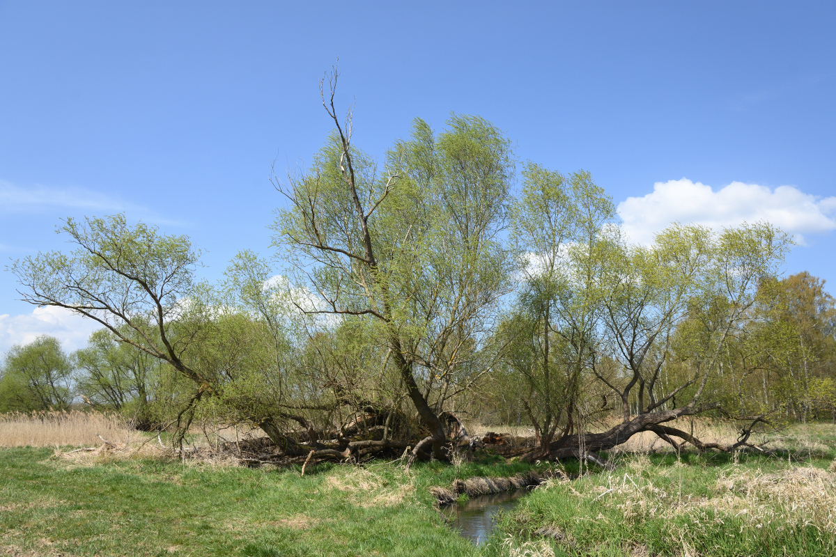 DSC_1998.JPG