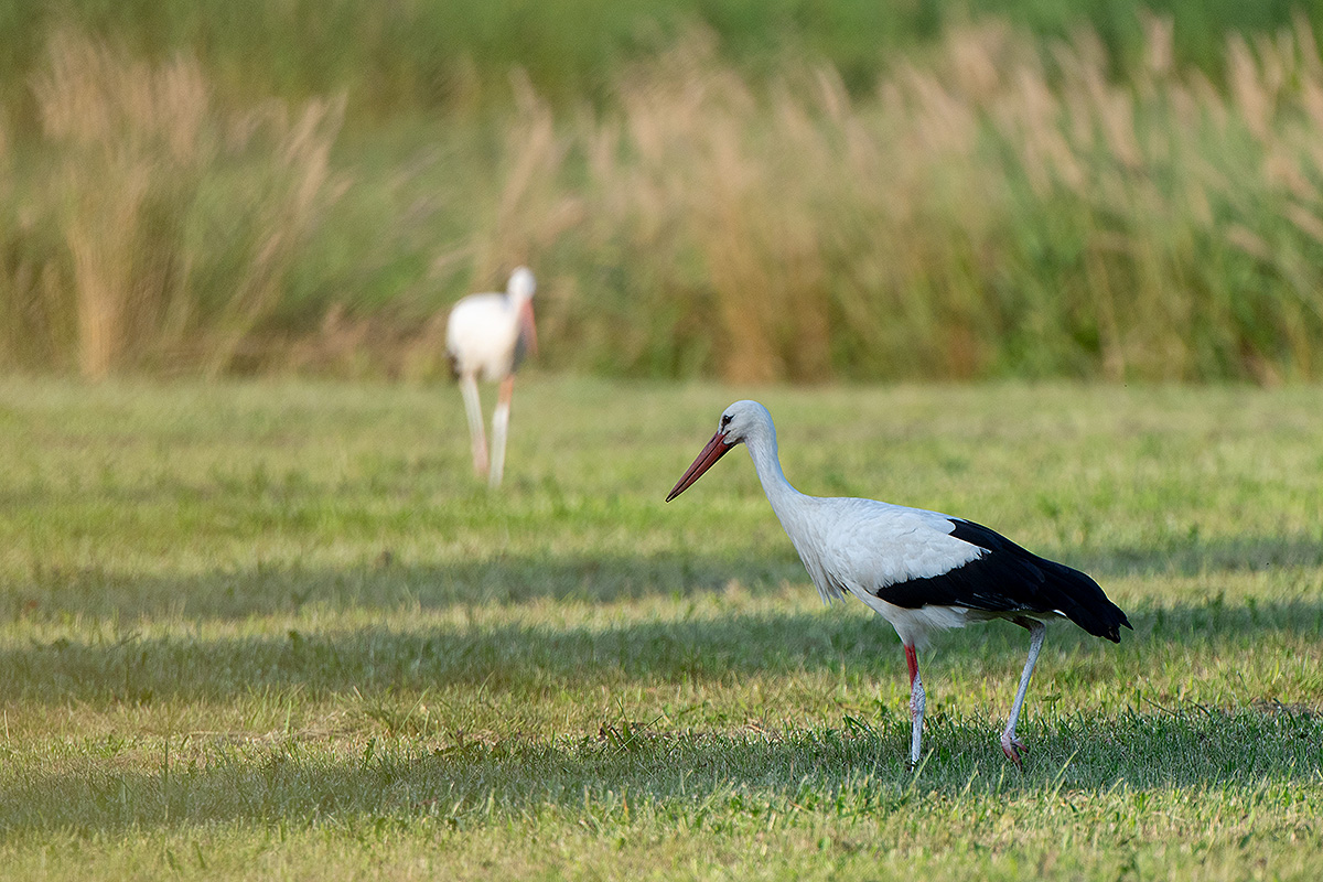 DSC_2021k.jpg