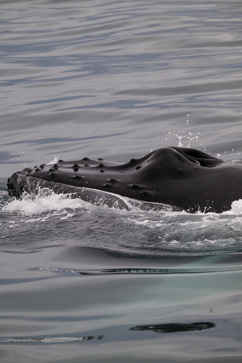 DSC_2051.jpg