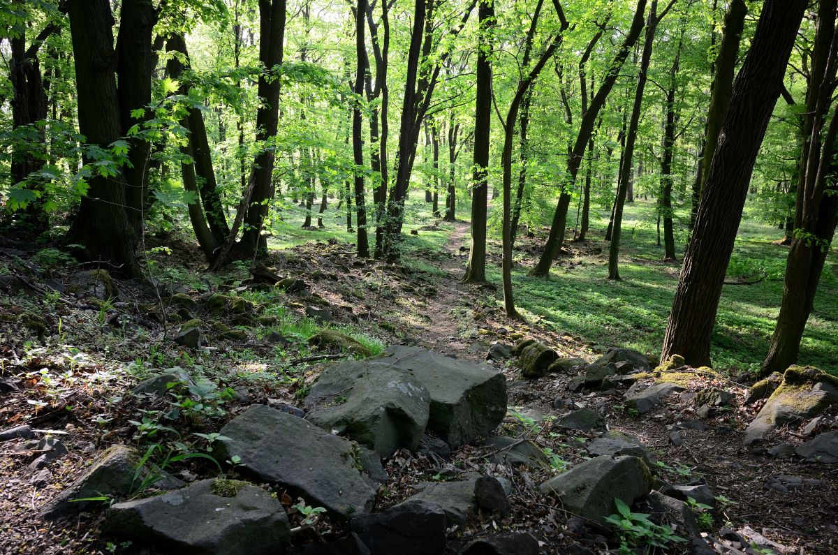 DSC_2052_00001n1.jpg
