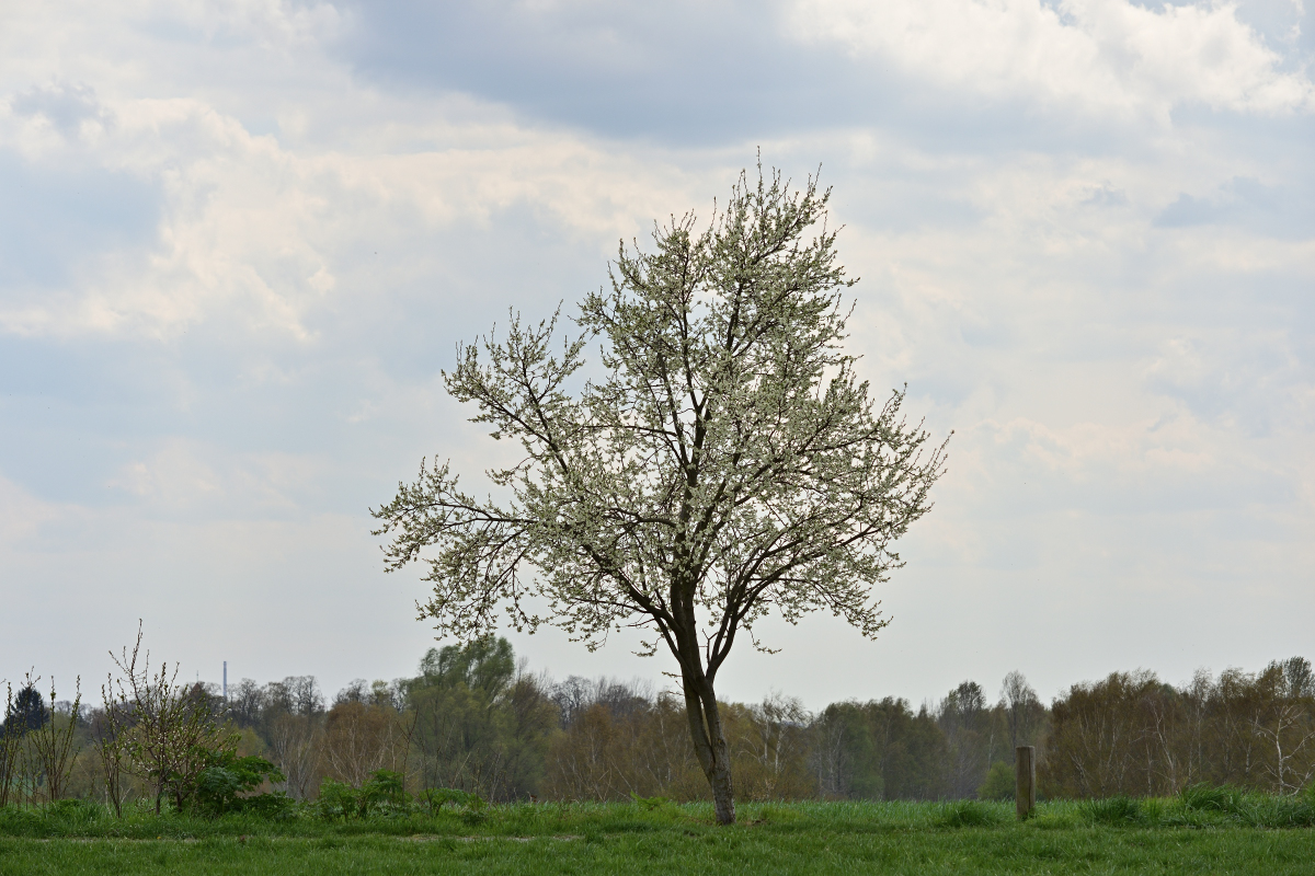 DSC_2061.JPG