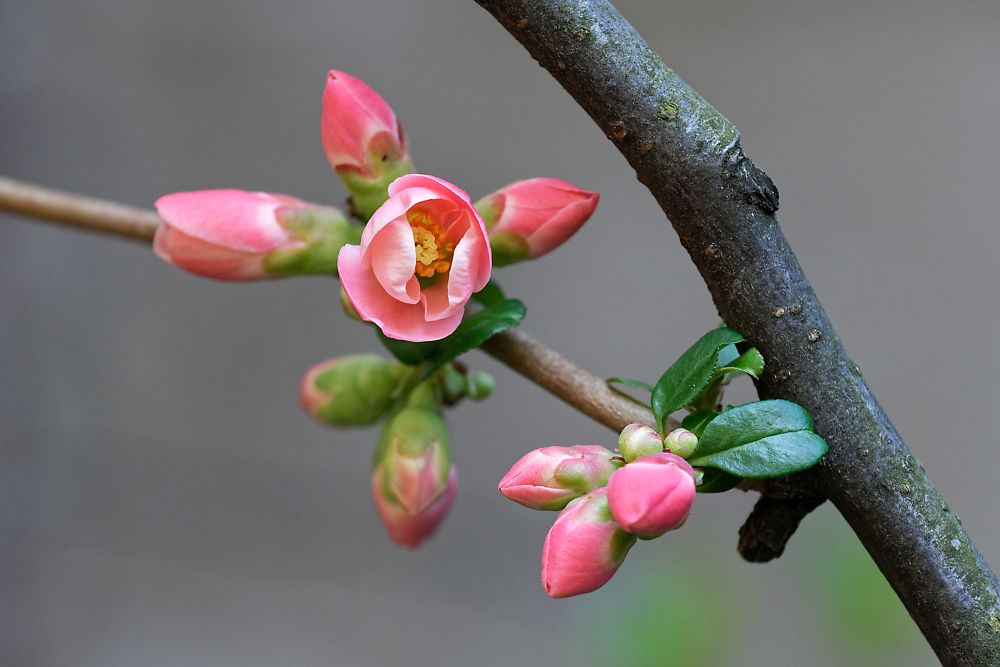 DSC_2063_DxO.jpg