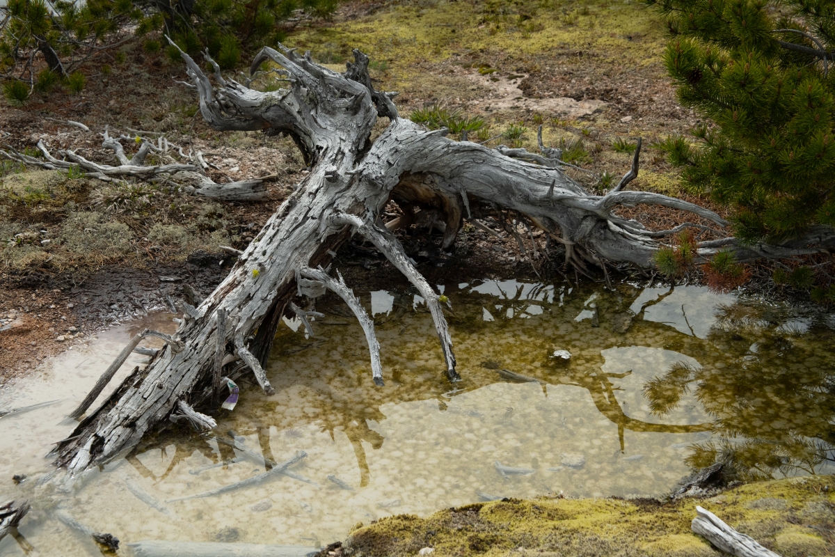 DSC_2085.jpg