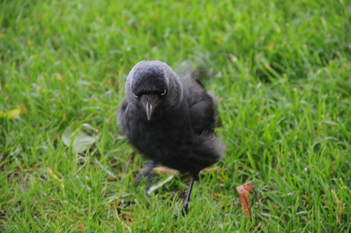 DSC_2134.JPG